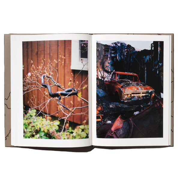 Jake Reinhart - Laurel Mountain Laurel
